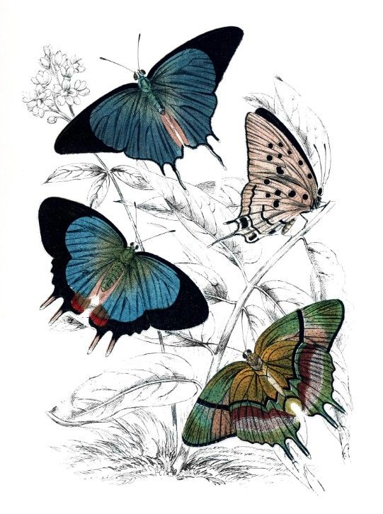 Classy Art Butterfly Study I by Piddix Wall Art-0