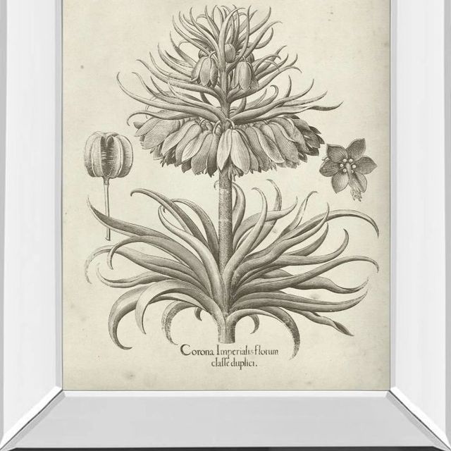 Classy Art Fresco Crown Imperial III by Vision Studio Mirror Framed Wall Art-1