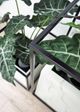 Le Present Alocasia Green 27" Faux Botanical Plant-3