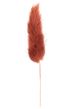 A & B Home Brown Dried Bunny Tail Bundle-1