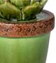 A & B Home Brown/Green 5.5" Ceramics Plant Decorative Object-2
