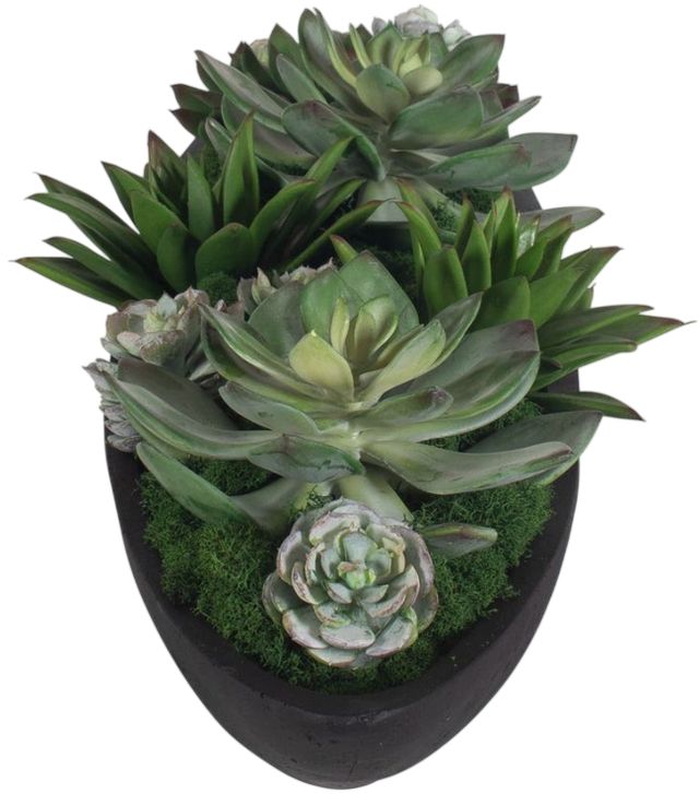 Uttermost® Verde Black/Green Succulent Centerpiece in Bowl-3