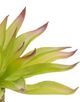 A & B Home Red/Green Aeonium Pick-1