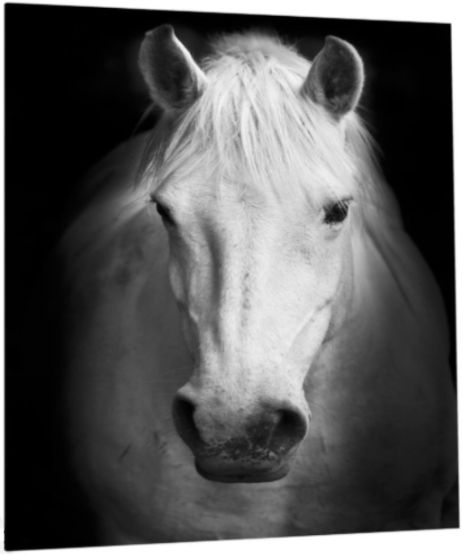 Classy Living White Horse Wall Art-3