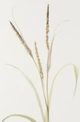 Stylecraft Lyme Grass Beige/Brown Wall Art-1