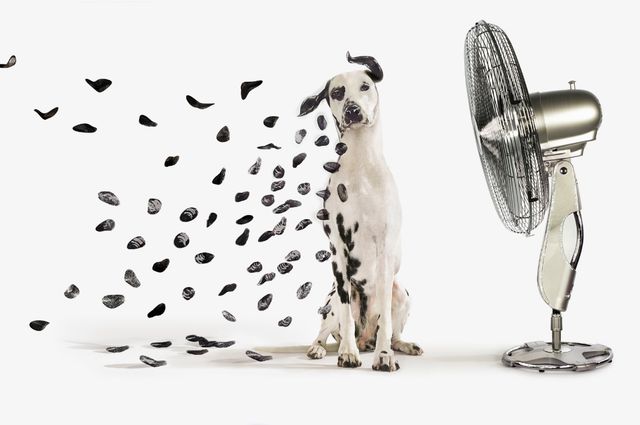 Classy Living Dalmation Wall Art-0