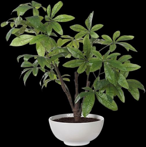 Uttermost® Pachira Money Lush Green Tree-2