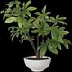 Uttermost® Pachira Money Lush Green Tree-2