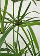 Le Present Cyperus Green 47" Faux Botanical-3