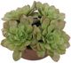 Uttermost® Sable Orchid Green/Terracotta Succulent Accent in Pot-2