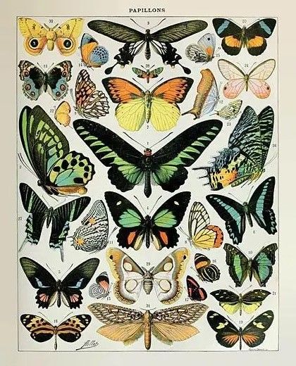 Classy Art Papillons II by Susan Ball Wall Art-0