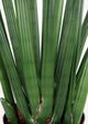 Le Present Sansevieria Green Faux Botanical Cylindrica-2