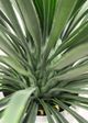 Le Present Yucca Green 31" Faux Botanical Rostrata-1