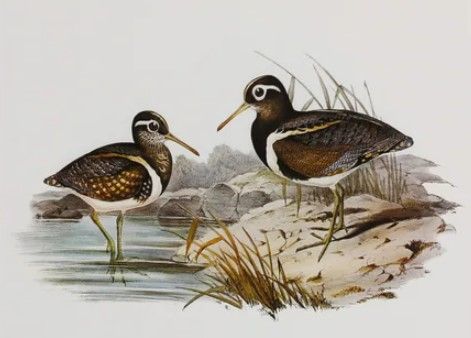 Stylecraft Waterbird Pairing III Beige/Brown/Gray/White Wall Art-1