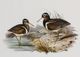 Stylecraft Waterbird Pairing III Beige/Brown/Gray/White Wall Art-1