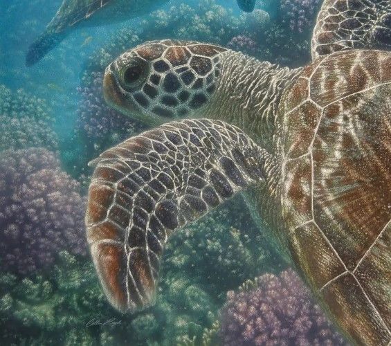 Classy Art Sea Turtles by Collin Bogle Wall Art-1