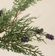 Magnolia Home by Joanna Gaines Green Juniper and Pine Pick-1