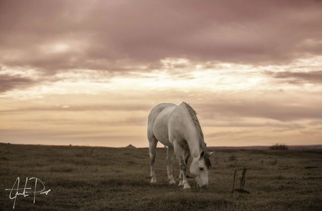 Classy Art Pink Skies by Justin Pius Wall Art-0