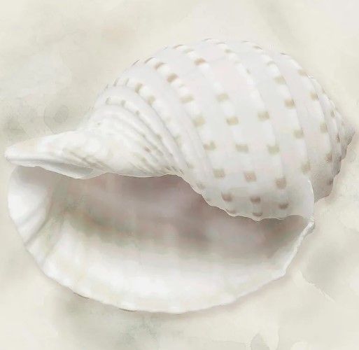 Classy Art Soft Sand and Shell IV by Susan Jill White Wall Art-1