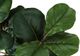 Monarch Specialties Inc. Green/Black 32" Artificial Potted Fiddle Tree-2