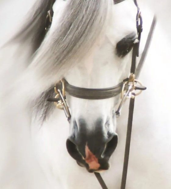 Classy Art Dream Horse by Kari Brooks Wall Art-1