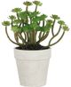 A & B Home Green Succulent in Pot-0