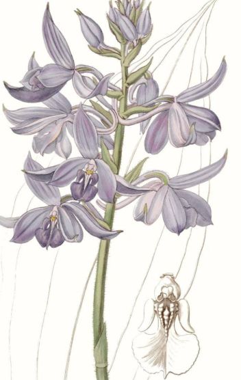 Classy Living Edwards Lavender Beauties III Wall Art-1