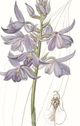 Classy Living Edwards Lavender Beauties III Wall Art-1