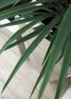 Le Present Chroma Classik Mirror 28" Planter-4