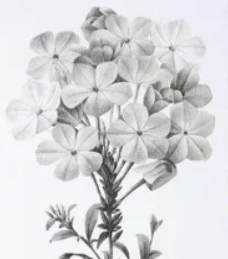 Stylecraft Slender Leadwort Black/White Wall Art-1