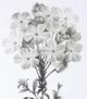 Stylecraft Slender Leadwort Black/White Wall Art-1