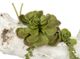 A & B Home 4-Piece Green/White Maline Potted Faux Succulent Set-1