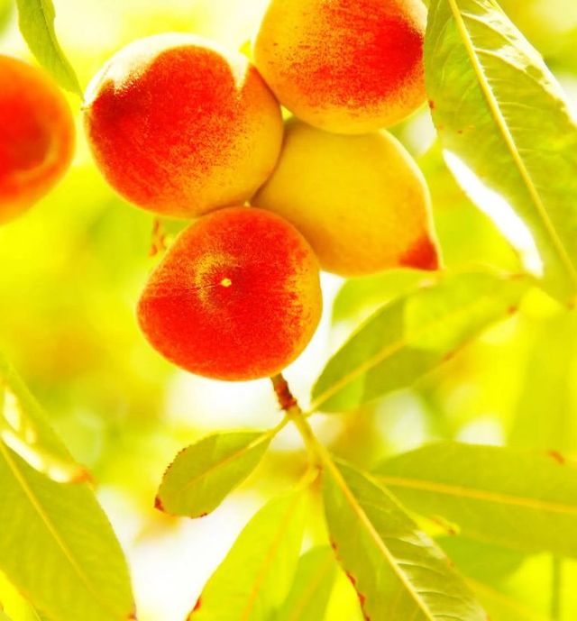 Classy Art Peach Tree Wall Art-1