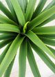 Le Present Dracaena Green Faux Botanical-2