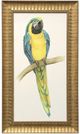 Stylecraft Teal Macaw II Blue/Yellow Wall Art-0