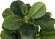 Monarch Specialties Inc. 2-Piece Black 14" Tall Artificial Potted Ficus-3