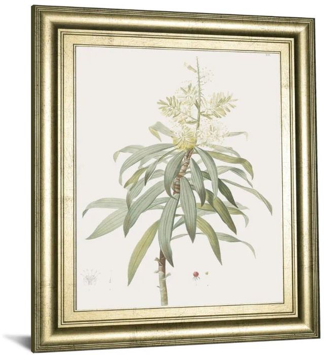 Classy Art Dracaena Reflexa by Pierre Joseph Redoute Wall Art-1