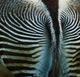 Stylecraft Dann Folely Lifestyle Zebra by Fitzharris Black/Blue/Light Green Wall Art-1