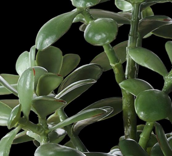 Uttermost® Crassula Jade Green Accent Plant-4