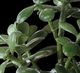 Uttermost® Crassula Jade Green Accent Plant-4