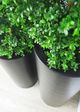 Le Present Green 27.5" Faux Botanical Boxwood Tree-2