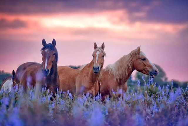 Classy Art Three Horses Tempered Glass Wall Art-0