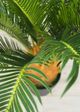 Le Present Cycas Green Faux Botanical-2