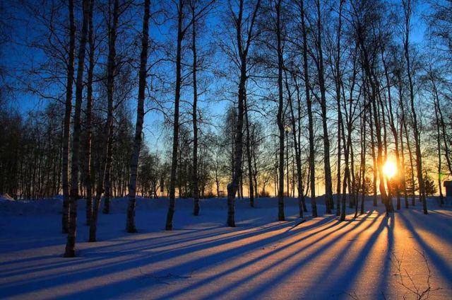 Classy Art Sunset Forrest Wall Art-1