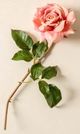 Magnolia Home by Joanna Gaines Peach Dutchess Rose-0