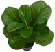 A & B Home Green 25.5" Artificial Fiddle-Leaf Fig Tree in Pot-1