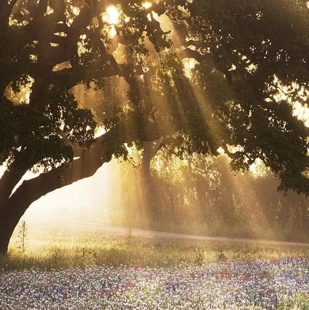 Classy Art Morning Meadow Sunrise by Danita Delimont Wall Art-1