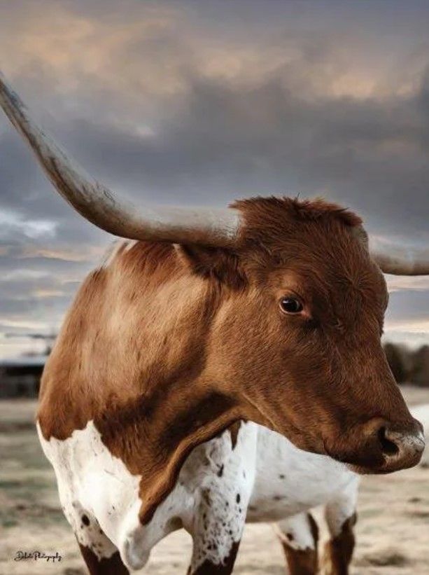 Classy Art Profile Pose by Dakota Diener Wall Art-0