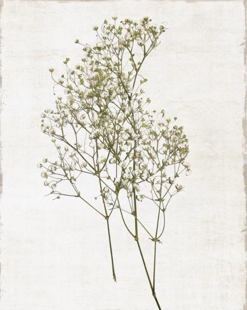 Classy Art Farmhouse Pressed Flower I by Natalie Carpentieri Wall Art-0