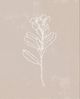 Classy Living Annie Warren Blush Bloom I 22"W Wall Art-1